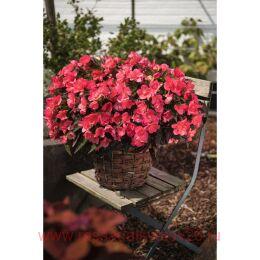   I&#180;CONIA First Kiss Hot Pink 100