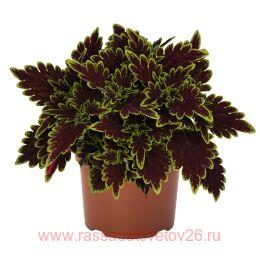  Main Street Bourbon Street 170