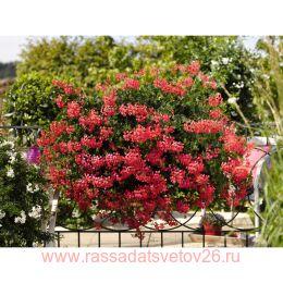 ���������� ������������ Ville de Paris Strawberry 130