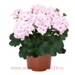  Survivor Idols Paperbloom 5