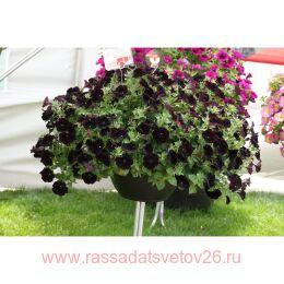 ������� Sweetunia Black Cowboy 85