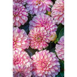 �������� Hypnotica Rose Swirl 39