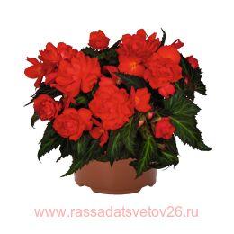  I'CONIA Miss Miamit 68