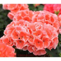 ���������� SURVIVOR IDOLS SALMON SENSATION 37