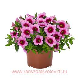  Aloha Kona Tiki	Pink 