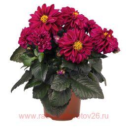  Temptation	RED VIOLET 9