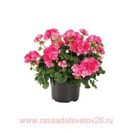 ���������� ���������� BIG EEZE FOXY FLAMINGO 91