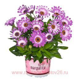  MARGARITA Pink Spoon 81