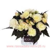  I&#180;CONIA Bacio White 63