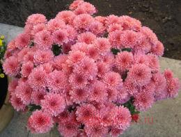  Bransound Salmon 128