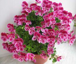   Angeleyes 	Burgundy 121