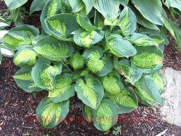  POCKETFUL OF SUNSHINE 100