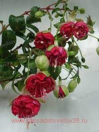  London 2012 O. S. 315