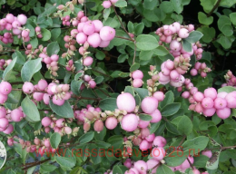  Mother of Pearl () 1