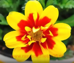 ������ TAKA TUKA DOUBLE YELLOW RED 2