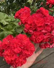 ���������� ���������� �� ����� �����