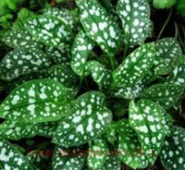 �������� �������� �Tim`s Silver� 11