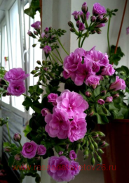  ���������� ������������ Akos Farmor 19