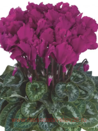 Curly VIOLET VIF 3