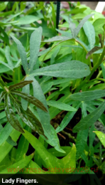  Lady Fingers 21