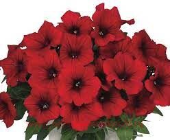 Petunia Kuyamba Red 133