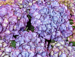   Code Rose purple 111