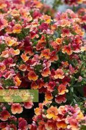  Nesia TROPICAL(P) 13