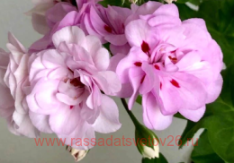 ���������� ���-������ � ���