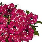  Surprise Sparkling Cardinal 38