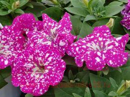  Famous Pink Sky 130-1