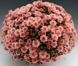   Branfountain SALMON 12