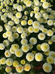   Brannobless White 60