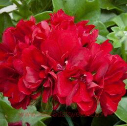 ���������� ������������ Atlantic Fire 133