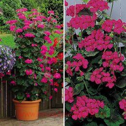 ���������� Antik Violet 118