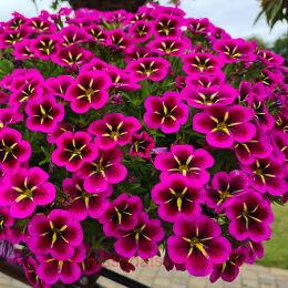  Cabaret 	Good Night kiss 3