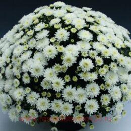   Branfountain WHITE 16