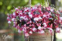  Bella Fuchsia &#174; Hilda 202