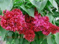  &quot;KRASNAYA MOSKVA&quot; ( ) 5