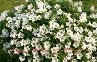  Surfinia Table White 112