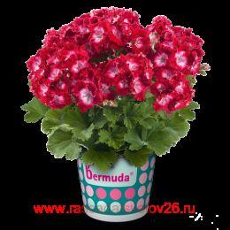   Bermuda Dark Red 104