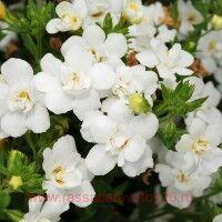  Baristo &#174; Double White 2