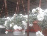   Fontain Snow White 41