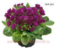  BELARINA Beaujolais-Ruby Champagne 18