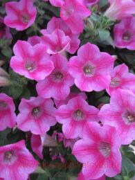  Little Whispers Rose Star 13-1