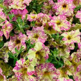  Splash Dance Poppin Pink 163