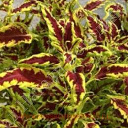  Red croton 140