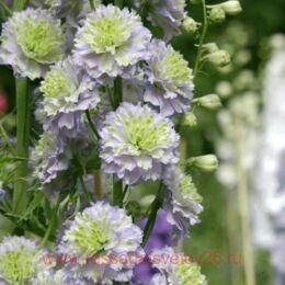   Highlander Crystal Delight 4