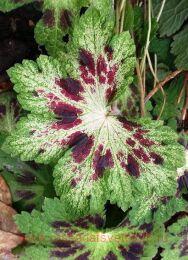 ������ Springtime (����������) 8