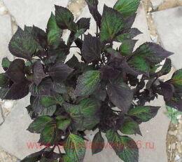  Perilla Gage's Shadow 53