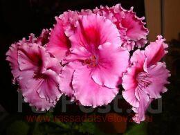 ����������� ���������� Rosemary 44
